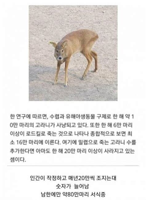고라니 한국 한 해 20만 마리씩 사냥, 개체수는 오히려 늘어나는
