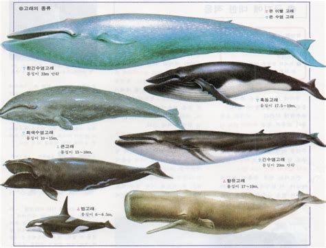 고래 의 종류