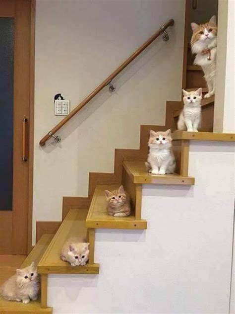 고양이 계단