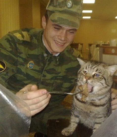 고양이 군대