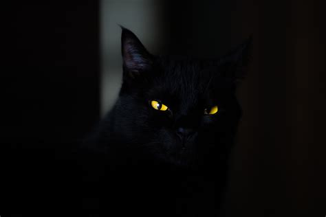 고양이 밤