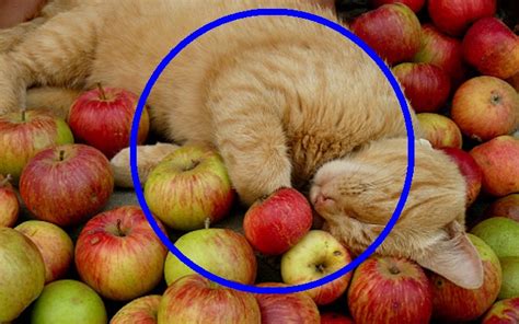 고양이 사과 먹어도 되는 과일이지만 급여량과 주의점 체크해요