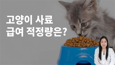 고양이 사료 하루 급여 횟수 적정량 급식방법과 사료의 종류