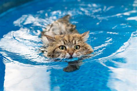 고양이 수영