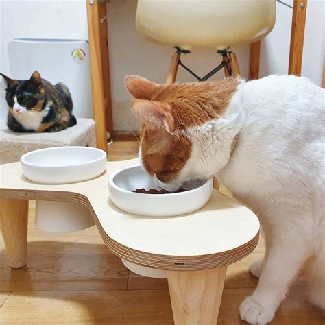 고양이 식탁 쿠폰