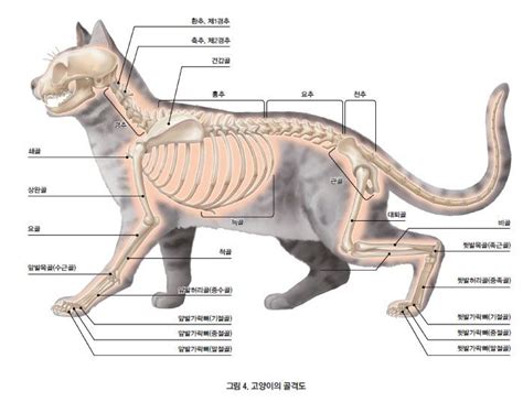 고양이 신체 구조