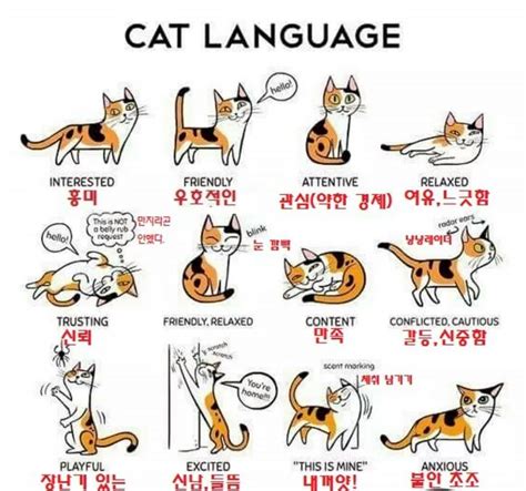 고양이 언어