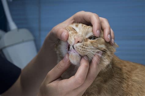고양이 치아흡수성병변, 증상과 원인 해결방법에 대해 알아보자
