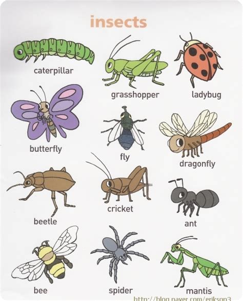 곤충 영어
