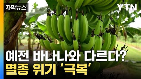 곰팡이에 저항성을 갖는 GM 바나나 < 국제 < 뉴스 < 기사본문