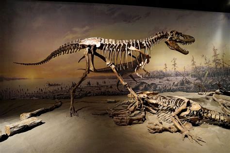 공룡 뼈 화석