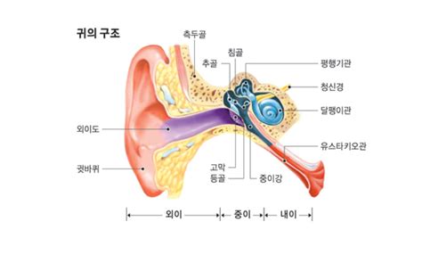 귀 구조