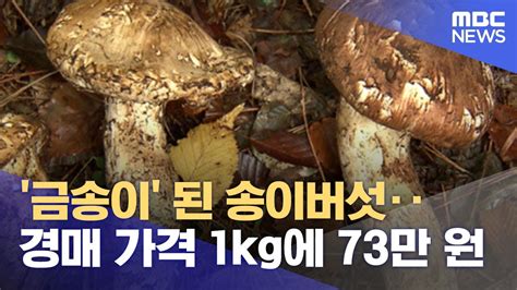 금송이 된 송이버섯‥경매 가격 1kg에 73만 원 - 봉화 자연산