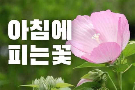 금전 수 꽃말 - 꽃말, 물주기, 온도 꽃플라워>복을 부르는 꽃 17