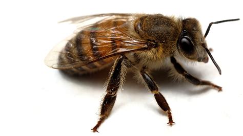꿀벌 포르노nbi