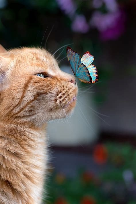 나비 고양이
