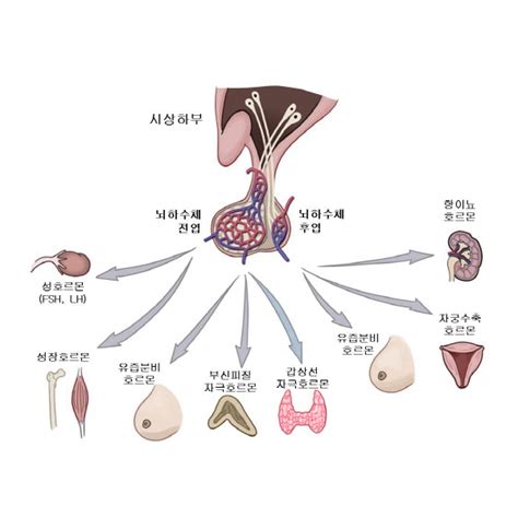 난포자극호르몬 검사/시술/수술 정보 서울아산병원 - 여포 자극 호르몬