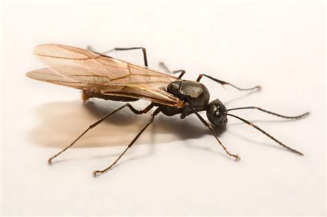 날개 달린 개미nbi