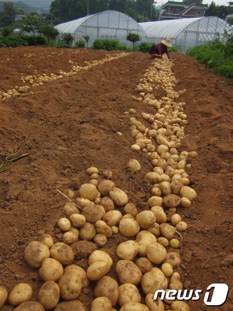 농진청 안정적인 봄 감자 재배는 그늘 싹틔우기가 좌우