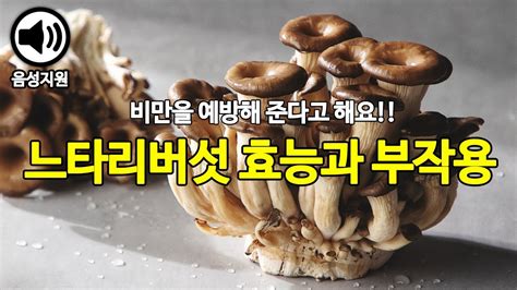 느타리버섯 효능 12가지, 부작용 웰빙상식대
