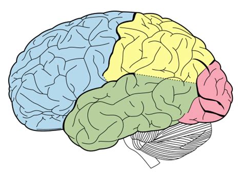 대뇌 피질 위키백과, 우리 모두의 백과사전 - cerebral 뜻