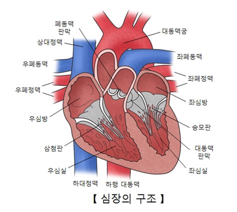 대동맥판 막