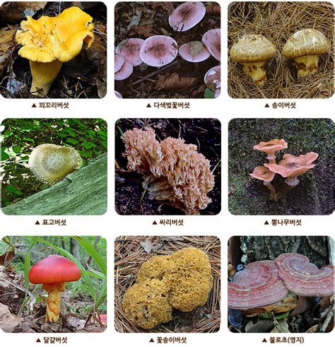 독버섯종류 사진