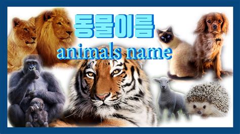 동물 종류 이름