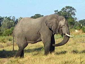 둥근귀코끼리 위키백과, 우리 모두의 백과사전 - 코끼리과