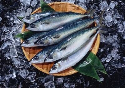 등푸른 생선 종류