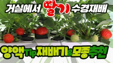 딸기 수경 재배 기술
