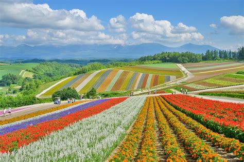 라벤더 밭만 있는 것이 아니다! 홋카이도 후라노의 추천 관광 명소