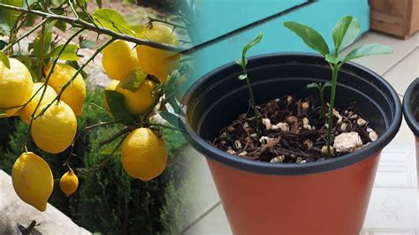 레몬 나무 키우기