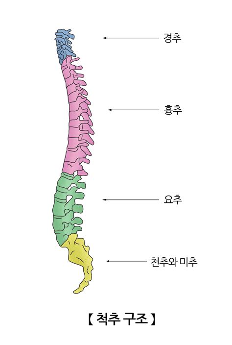 머리 뼈 구조 - 구조 척추뼈 척추 의 구조와 특징>우리 몸 해부