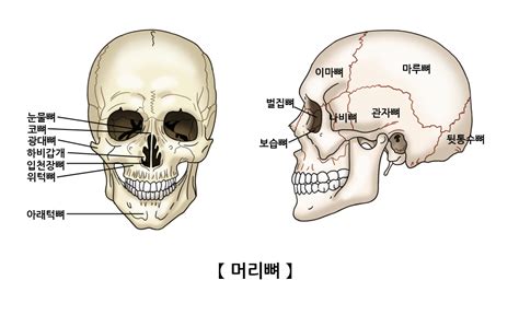 머리 뼈 구조nbi