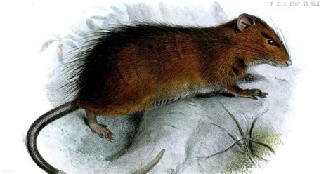 멸종 매머드 복원은 불가능 쥐 복원 조차 5% 부족 - 멸종 동물 복원