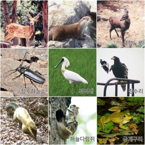 멸종 위기 야생 생물 - 한국 의 멸종 위기 종