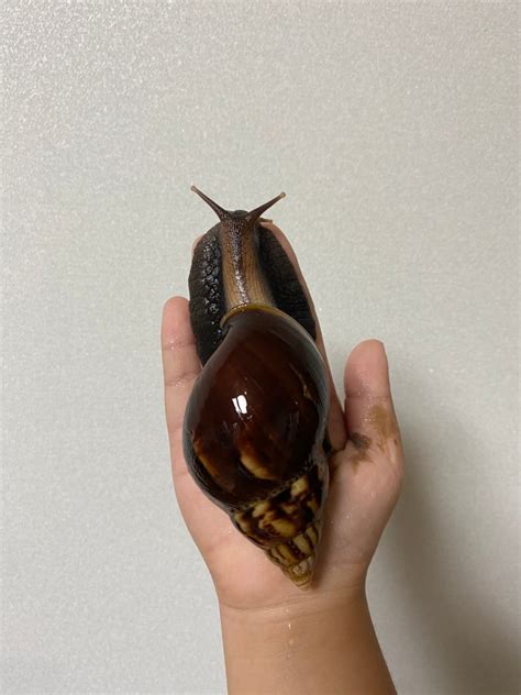 명주달팽이 크기