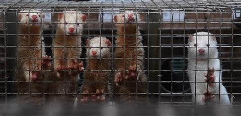 모피를 위해 죽어가는 동물들 이미디어 - 밍크 코트 동물