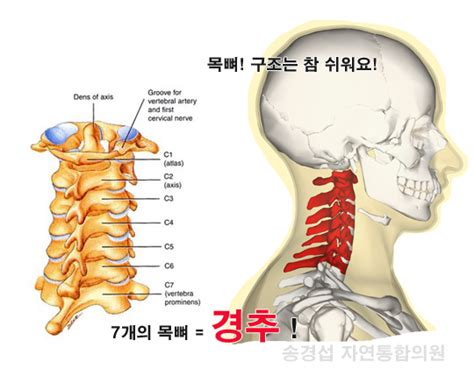 목뼈 구조