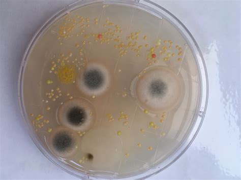 미생물 곰팡이실험 - 고등학교 미생물 실험