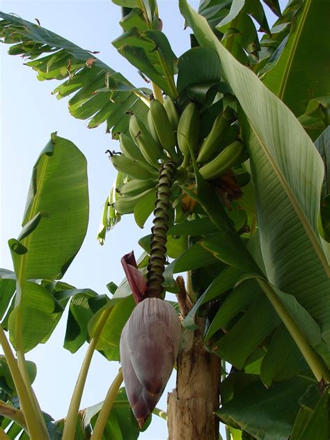 바나나 나무
