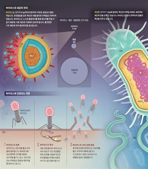바이러스 와 세균 의 차이