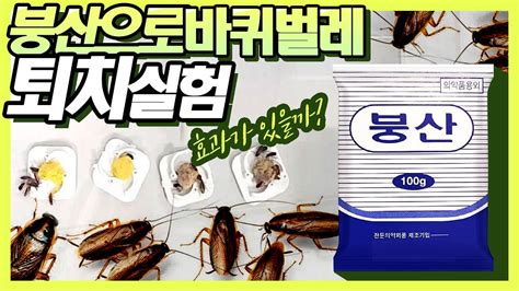 바퀴벌레 퇴치법 약제별 사용후기 - 붕산 바퀴벌레 후기