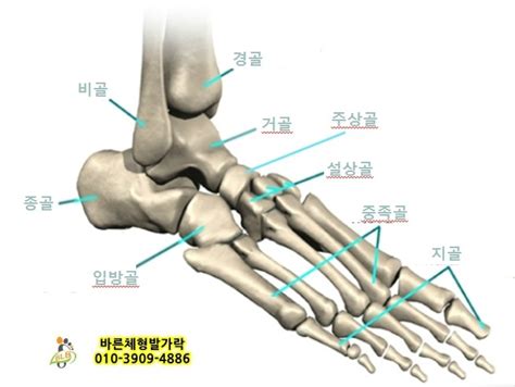 발 뼈 구조