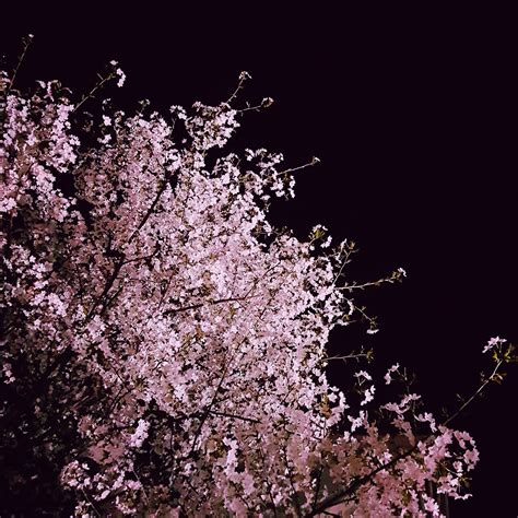 밤 벚꽃 배경화면