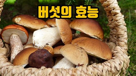 버섯의 효능 항암효과 뿐만이 아니야 > 건강정보 대전광역시