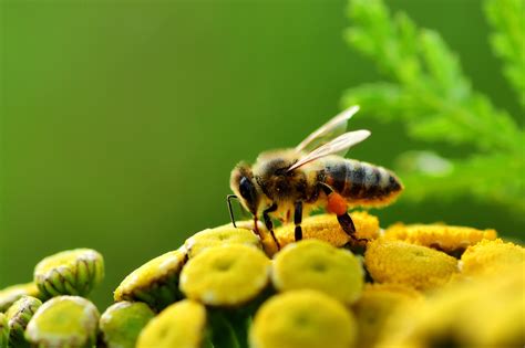 벌 사진 Pixabay>8,000개 이상 무료 꿀벌 및 벌 사진 - 벌 사진