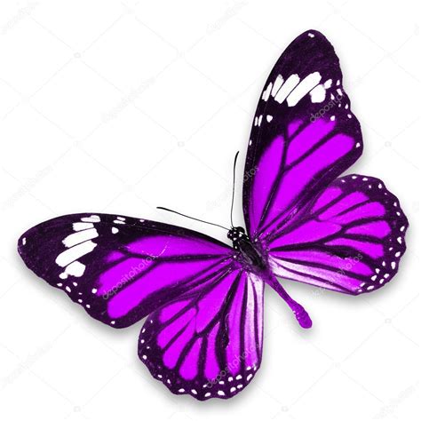 보라색 나비