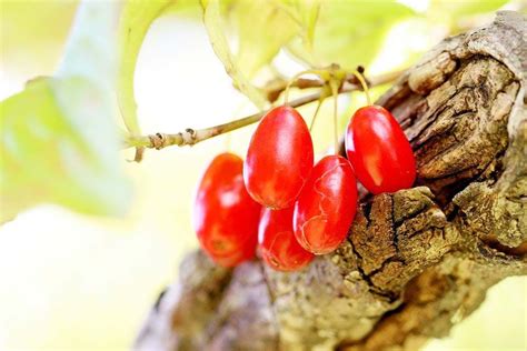보리수 열매 활용법